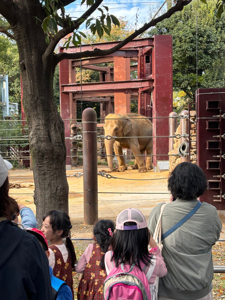 Day #6 - Sumo Schools & Hokusai Museum (8 Hours)