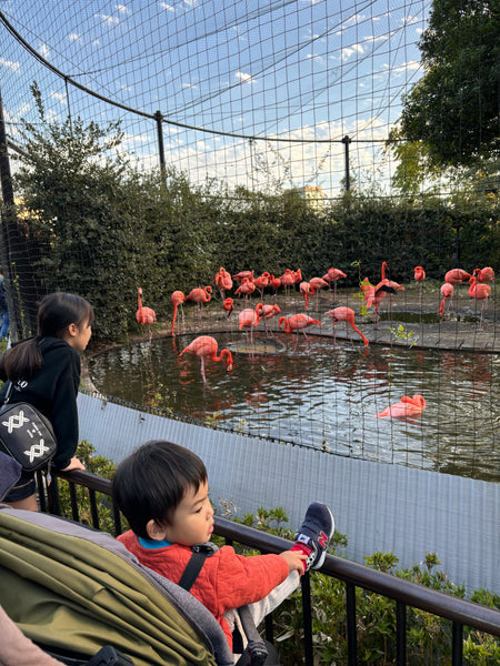 Day #3 - From Kimonos to Bonobos: Best of Asakusa & Ueno Park (8 hours)